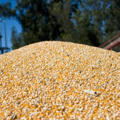 un cultivo argentino copa los mercados globales y le gana la pulseada a los gigantes