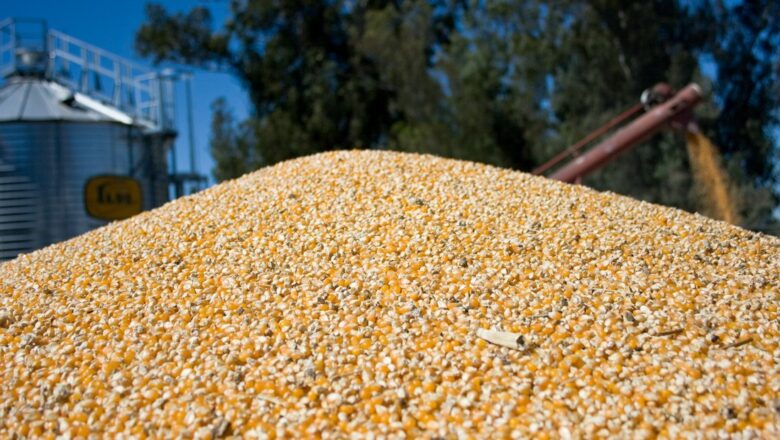 un cultivo argentino copa los mercados globales y le gana la pulseada a los gigantes