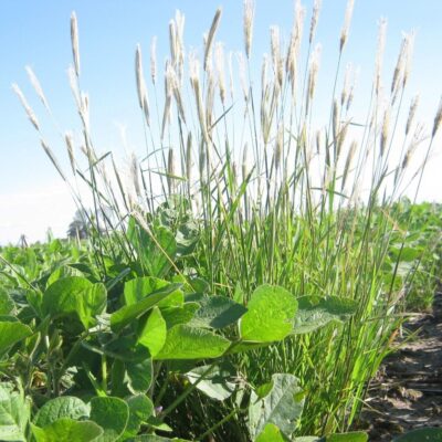 advierten sobre una nueva maleza resistente a dos herbicidas claves