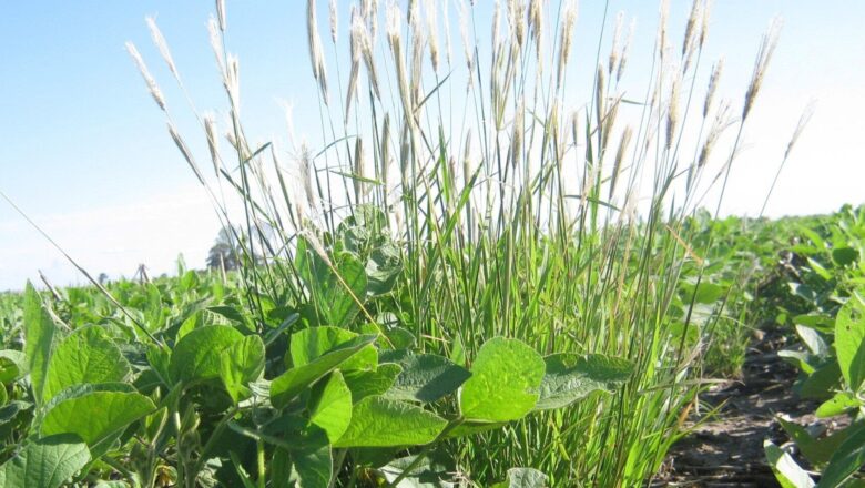 advierten sobre una nueva maleza resistente a dos herbicidas claves